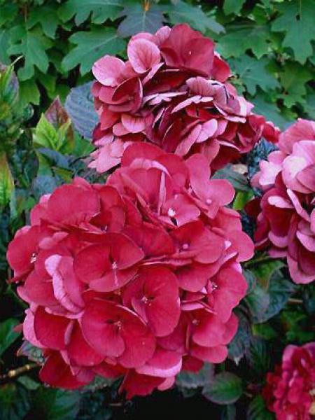 Hydrangea macrophylla merveille sanguine